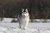 SIBERIAN HUSKY 471